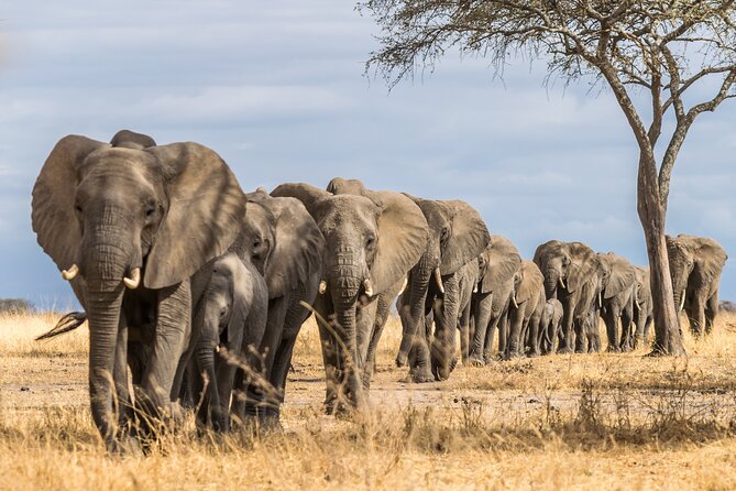 2-Day Sublime Safari to Tarangire and Ngorongoro Safari - The Big Five promise, handled realistically