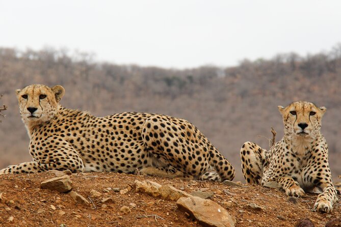 2-Day Sublime Safari to Tarangire and Ngorongoro Safari - Who should choose this safari?