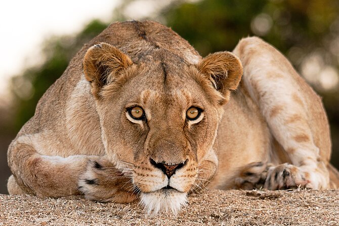 2-Day Sublime Safari to Tarangire and Ngorongoro Safari - Booking, cancellation, and practical preparation