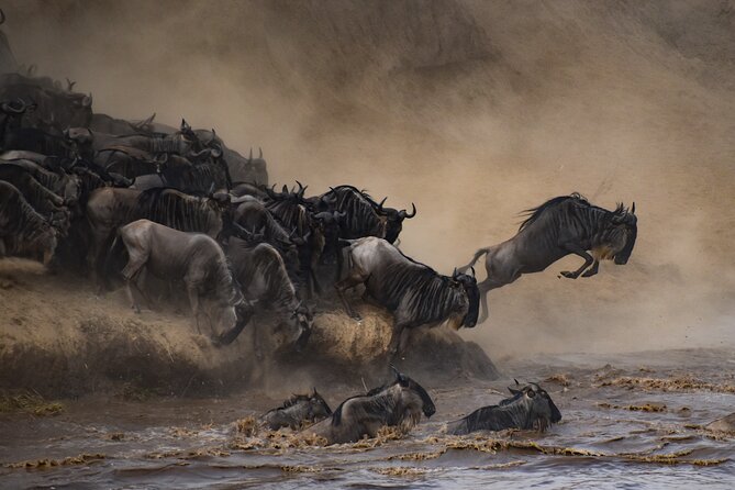 2-Day Sublime Safari to Tarangire and Ngorongoro Safari - Day two: Ngorongoro Crater and a packed wildlife day