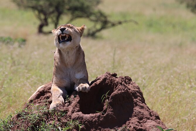 2 Day Tanzania Safari Tarangire and Ngorongoro Crater Adventure - Key details to know before booking