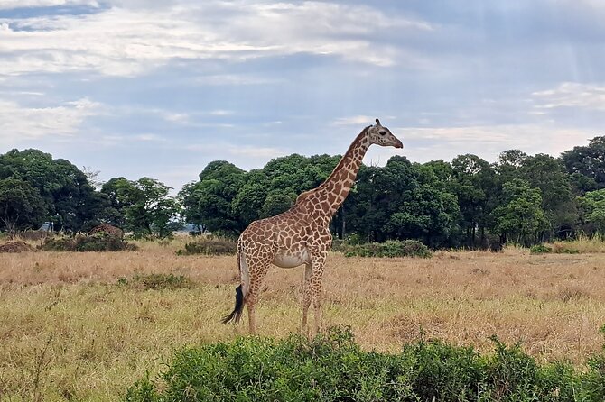 2 Day Tanzania Safari Tarangire and Ngorongoro Crater Adventure - Booking, cancellations, and useful preparation