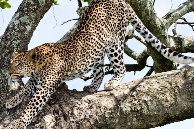2 Day: Tarangire and Ngorongoro Crater - Why these two parks work well together