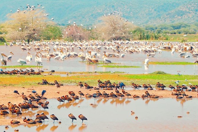 2 Day: Tarangire and Ngorongoro Crater - Who should book this two-day safari?
