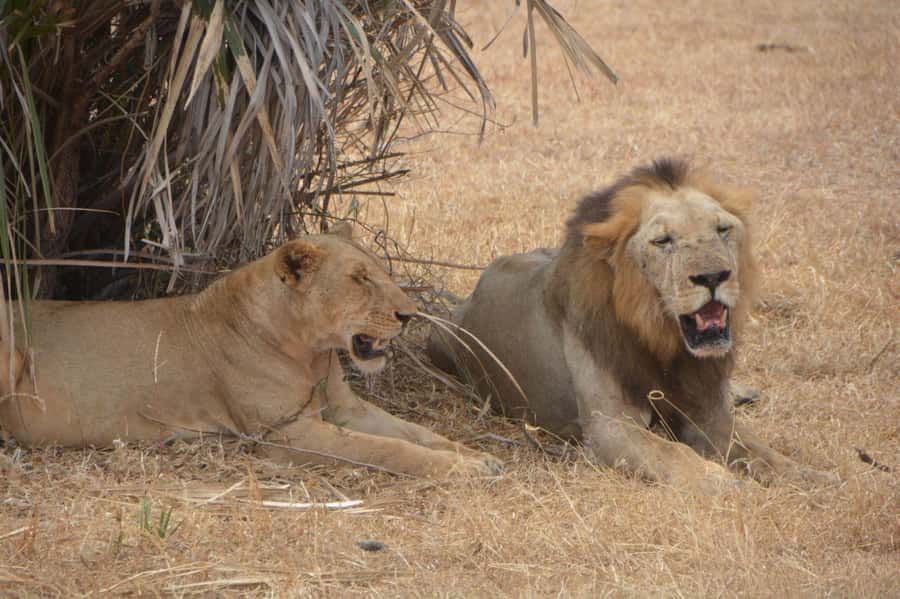 2 Day Zanzibar to Nyerere NP (Selous GR) By Flight - Key points to know before booking