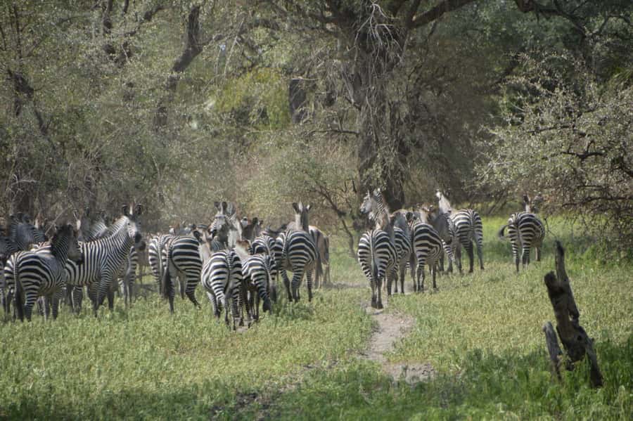 2 Day Zanzibar to Nyerere NP (Selous GR) By Flight - What the $999 price really covers