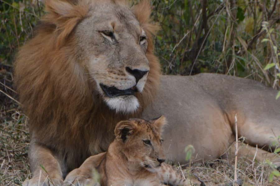2 Day Zanzibar to Nyerere NP (Selous GR) By Flight - Practical details that affect your decision