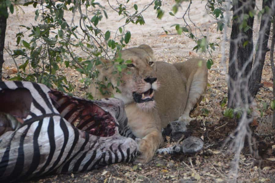 2 Day Zanzibar to Nyerere NP (Selous GR) By Flight - Should you book this Nyerere National Park trip?