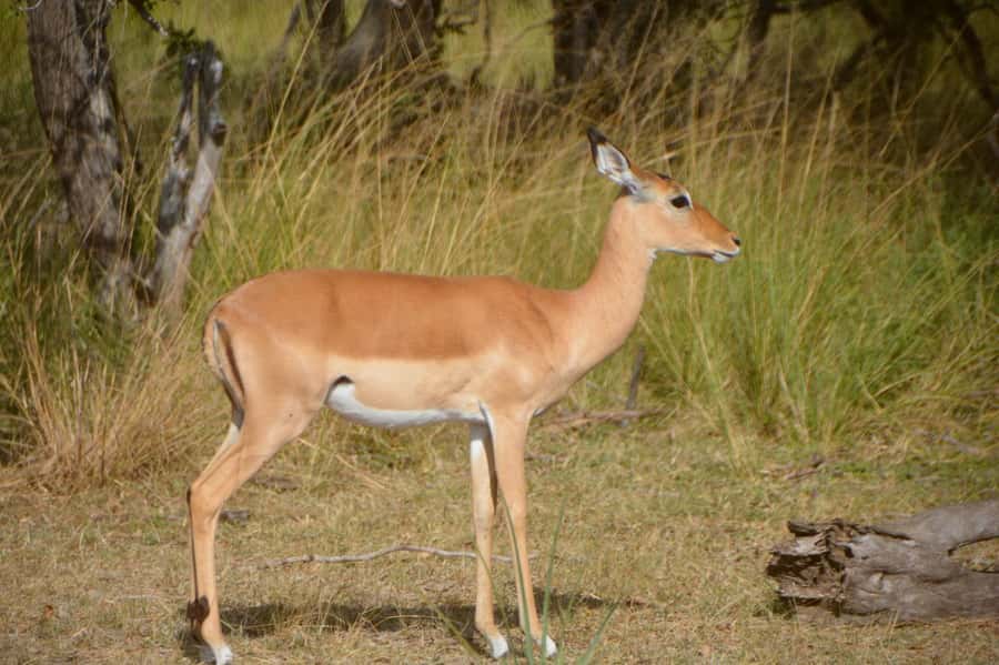 2 Day Zanzibar to Nyerere NP (Selous GR) By Flight - FAQ