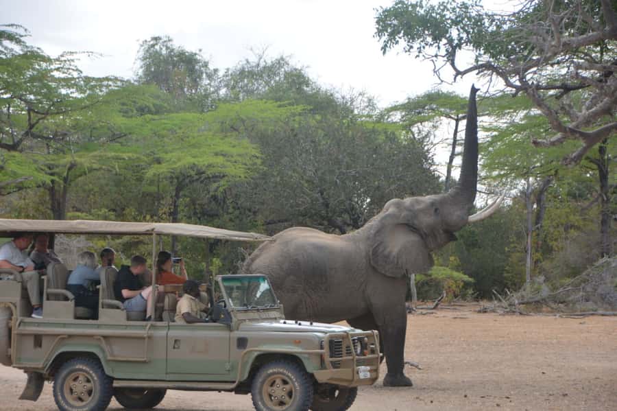 2 Day Zanzibar to Nyerere NP (Selous GR) By Flight - The first game drive: a full day in Nyerere