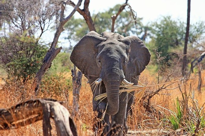 2 Days / 1 Night Join group safari - Why This Short Safari Works
