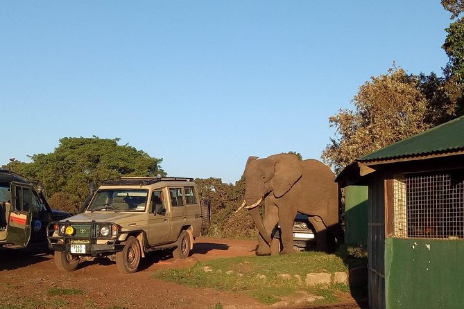 2 Days / 1 Night Join group safari - Group Size, Guide Languages, and Comfort