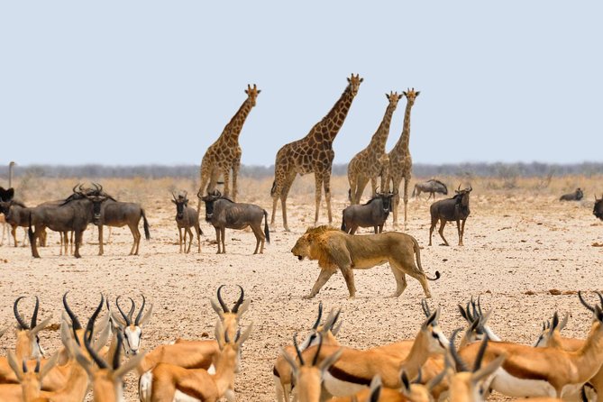 2 Days / 1 Night Join group safari - Who Should Choose This Two-Day Route?