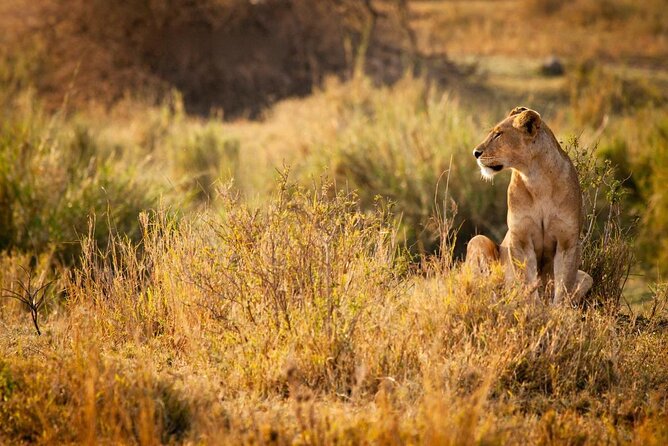 2 Days 1 Night Mikumi National Park from Dar es salaam - Key points to know before booking