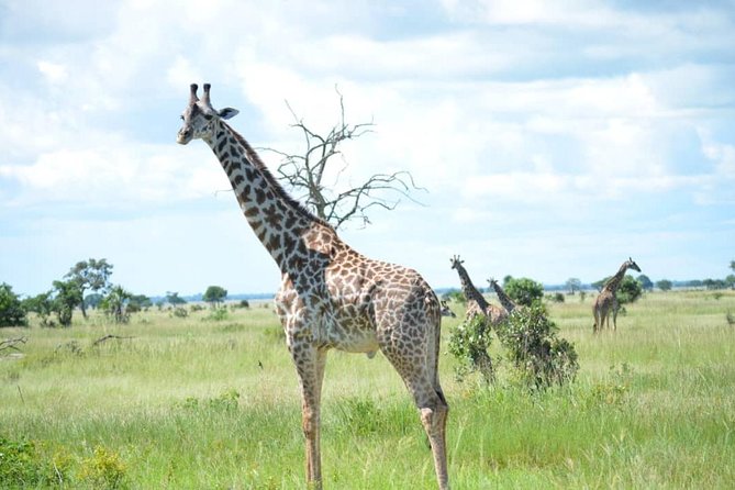 2 Days 1 Night Mikumi National Park from Dar es salaam - The 5 a.m. pickup and road to Mikumi
