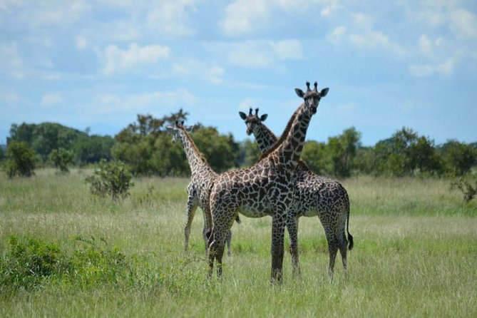 2 Days 1 Night Mikumi National Park from Dar es salaam - The 6:30 a.m. morning drive