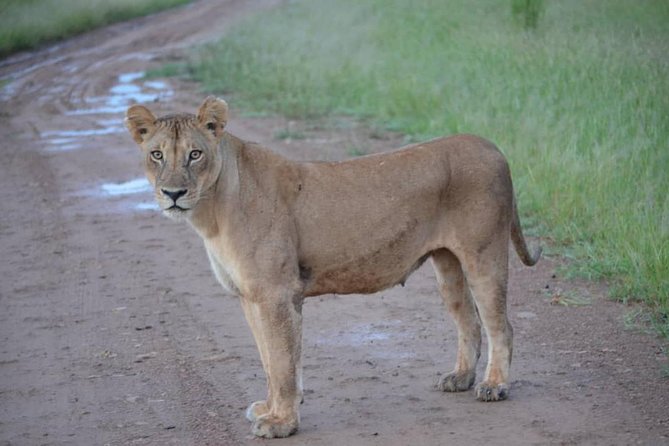 2 Days 1 Night Mikumi National Park from Dar es salaam - What the $670 price includes