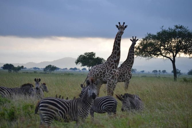 2 Days 1 Night Mikumi National Park from Dar es salaam - Guide quality and the human side of the trip
