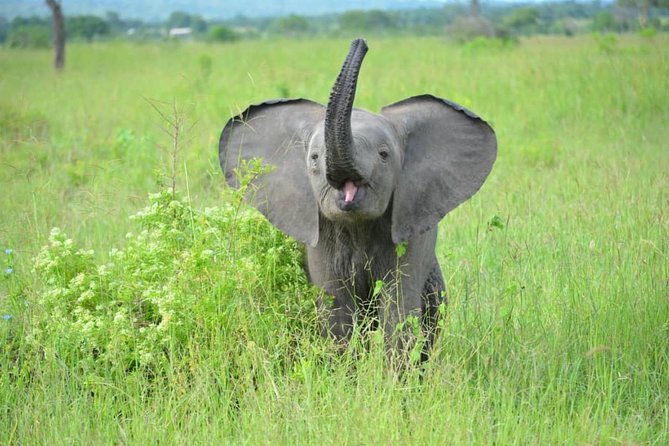 2 Days 1 Night Mikumi National Park from Dar es salaam - Reaching Mikumi for the sunset game drive