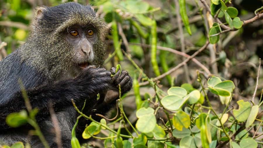 2 Days 1 night Mikumi NP Sharing safari: from Dar es Salaam - Key points to know before booking