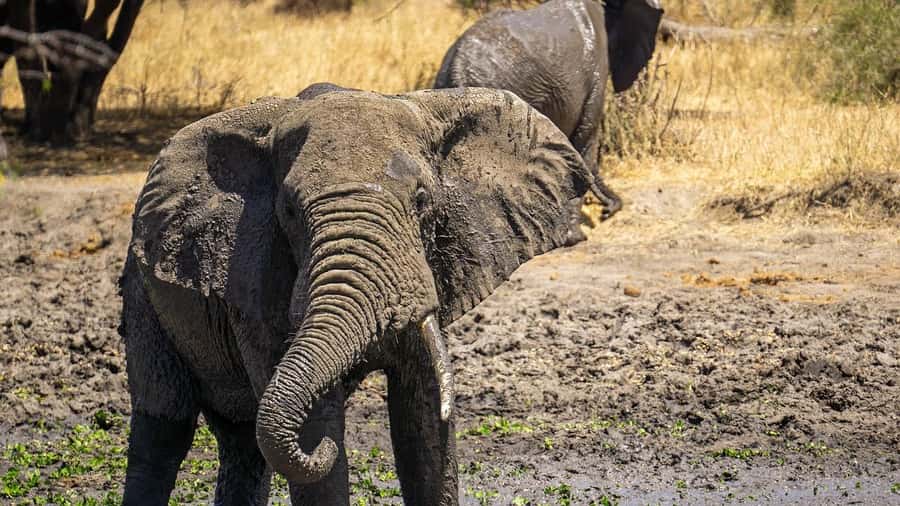 2 Days 1 night Mikumi NP Sharing safari: from Dar es Salaam - Is $300 a fair price?