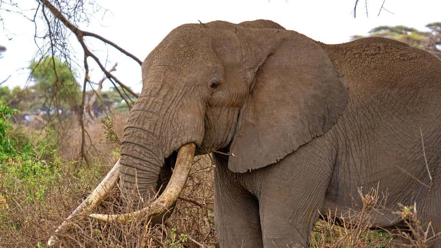 2 Days 1 night Mikumi NP Sharing safari: from Dar es Salaam - Who will enjoy this safari most?