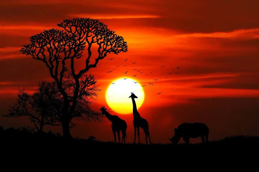 2 days 1 night Nyerere national park Flight from Zanzibar - Why this Zanzibar to Nyerere trip works