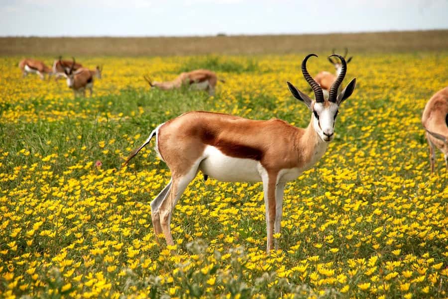 2 days 1 night Nyerere national park Flight from Zanzibar - One night at Africa Safari Selous