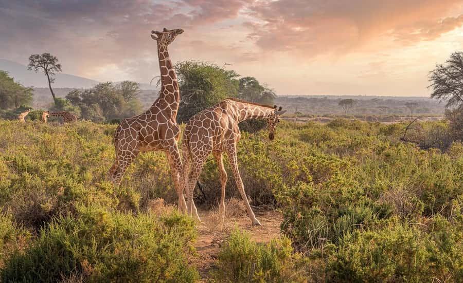 2 days 1 night Nyerere national park Flight from Zanzibar - Guides, language choices, and group arrangements