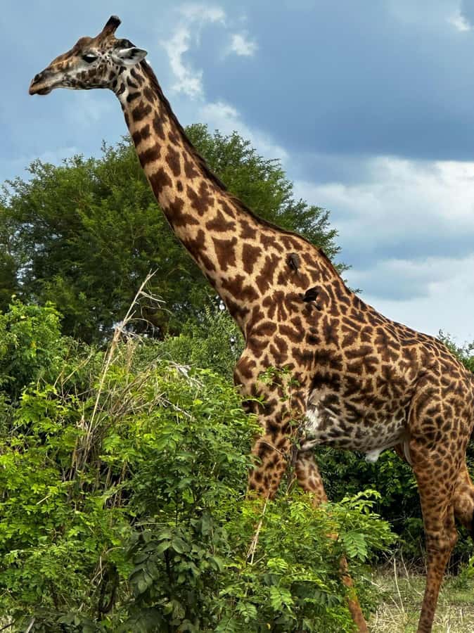 2 Days 1 Night Nyerere National Park from Zanzibar by flight - The Bush Lunch Inside Nyerere