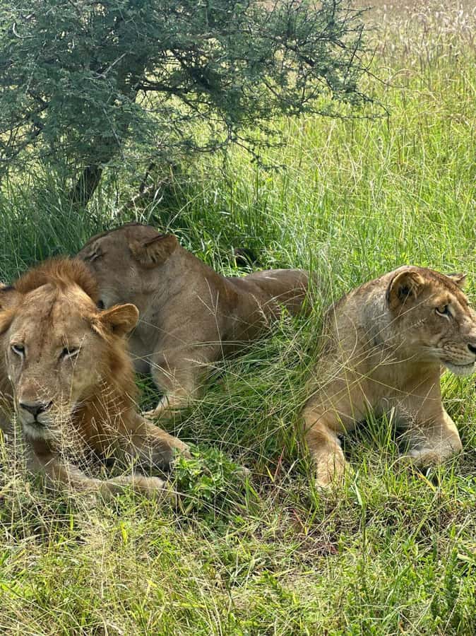 2 Days 1 Night Nyerere National Park from Zanzibar by flight - A Two-Hour Boat Safari on the Rufiji River