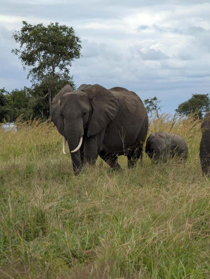 2 Days 1 Night Nyerere National Park from Zanzibar by flight - Who Will Enjoy This Two-Day Safari
