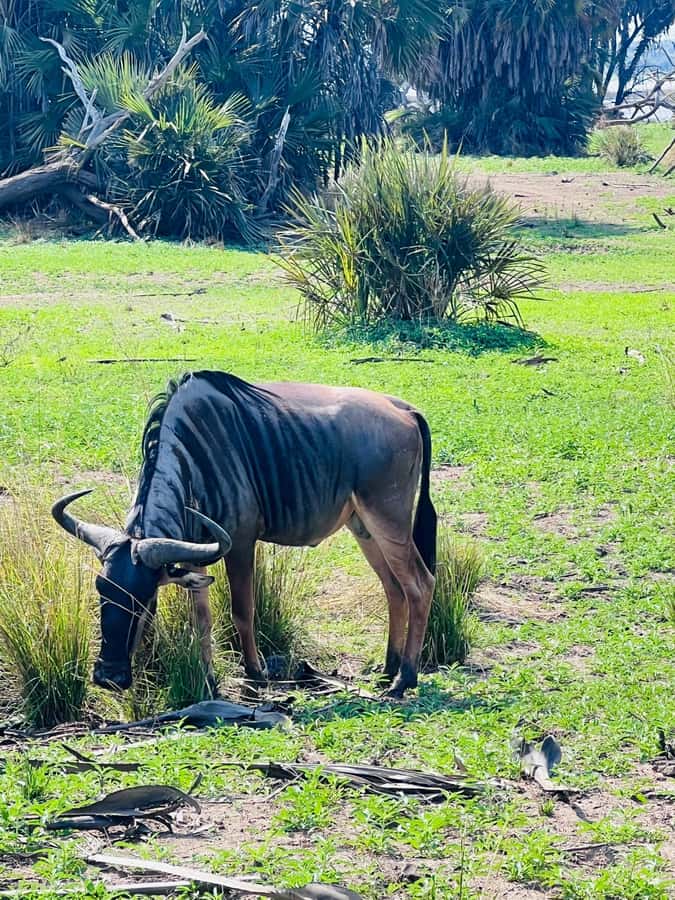 2 days 1 night Nyerere national park from Zanzibar by flight - Day one: landing at Mtemere and entering the park