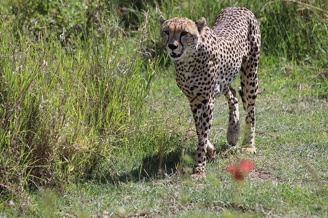2 Days / 1 Night Tanzania Safari Tour - What the open-air jeep means on a game drive