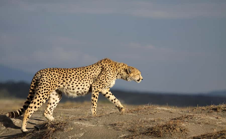 2 Days 1 Night Tarangire & Ngorongoro Crater - Day one: Arusha to Tarangire National Park