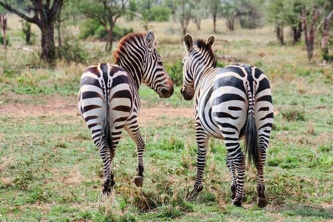 2 Days and 1 Night Mikumi Safari Private Tour - Booking details and cancellation terms