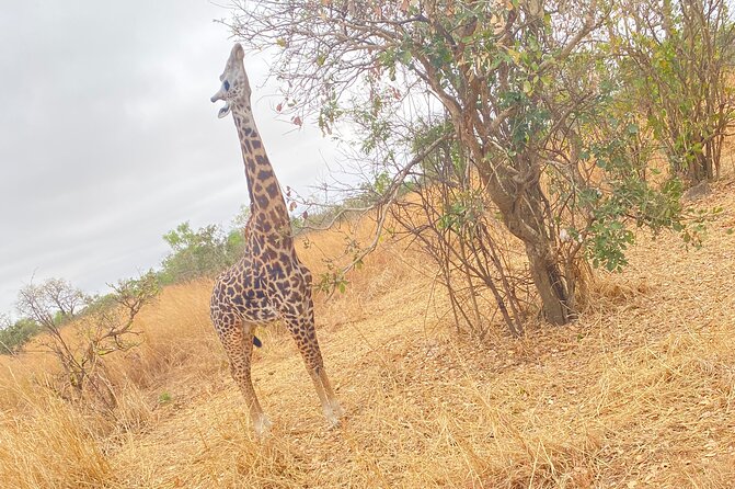2 Days and 1 Night Mikumi Safari Private Tour - Day one: the road from Dar es Salaam to Mikumi