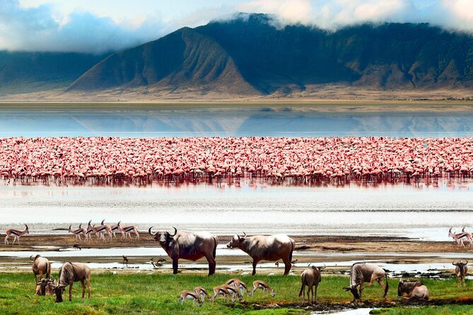 2 Days Camping Group Joining Tarangire Ngorongoro Crater Safari - The return to Arusha and the pace of the second day