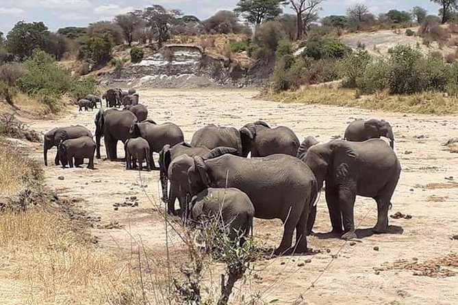 2 Days Camping Safari, Lake Manyara & Ngorongoro Crater - Day two: descending into Ngorongoro Crater