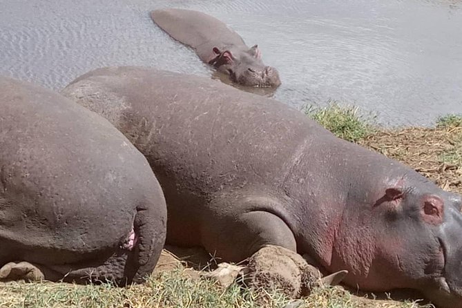 2 Days Camping Safari, Lake Manyara & Ngorongoro Crater - Who will enjoy this safari most