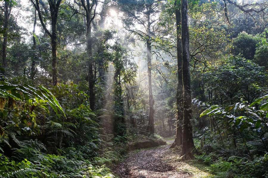 2 Days Cheap mikumi NP safari & waterfall from Dar es salaam - Morning hike to Chizua Waterfalls