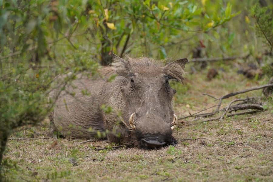 2 Days Cheap mikumi NP safari & waterfall from Dar es salaam - Who will enjoy this safari most