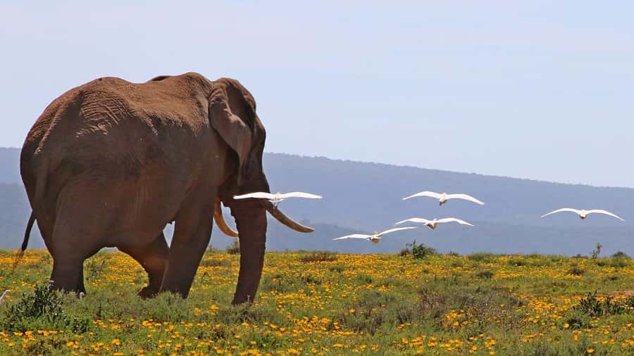 2 DAYS FLIGHT SAFARI ADVENTURE FROM ZANZIBAR TO NYERERE - Key points to know before booking