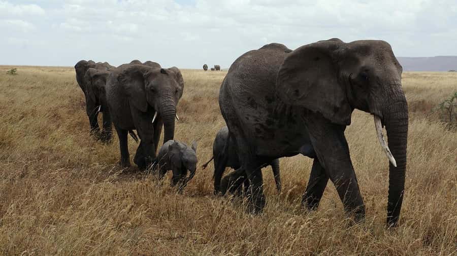 2 DAYS FLIGHT SAFARI ADVENTURE FROM ZANZIBAR TO NYERERE - Why flying from Zanzibar saves precious safari time