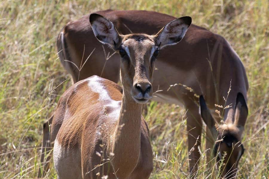 2 DAYS FLIGHT SAFARI ADVENTURE FROM ZANZIBAR TO NYERERE - The first game drive and lunch inside the park