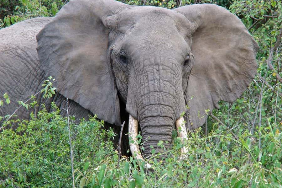 2 DAYS FLIGHT SAFARI ADVENTURE FROM ZANZIBAR TO NYERERE - Staying overnight after the first safari day