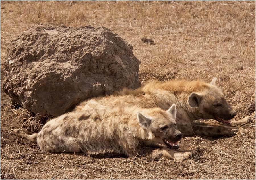 2 DAYS FLIGHT SAFARI ADVENTURE FROM ZANZIBAR TO NYERERE - The Rufiji River by shared boat
