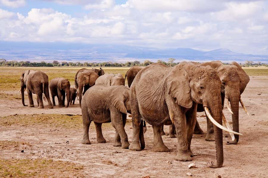 2 DAYS FLIGHT SAFARI ADVENTURE FROM ZANZIBAR TO NYERERE - What the $826 price really includes