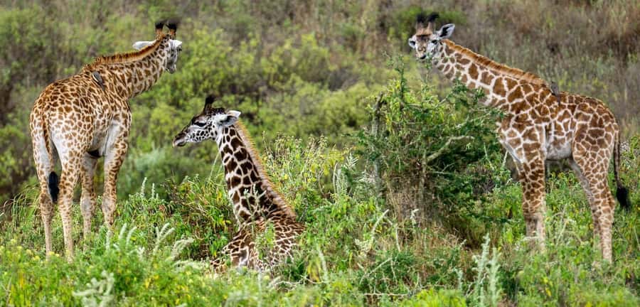 2 DAYS FLIGHT SAFARI ADVENTURE FROM ZANZIBAR TO NYERERE - The guide can make a short safari feel fuller