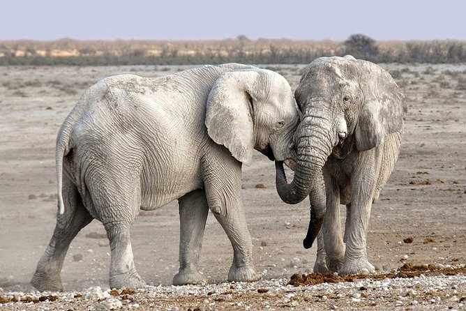 2 Days Group Joining Camping Safari Tarangire Park and Ngorongoro Crater - Why this two-day safari works for a short Tanzania visit